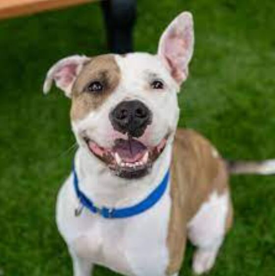 Behind the Scenes at a Marine Mammal Rehabilitation Center image